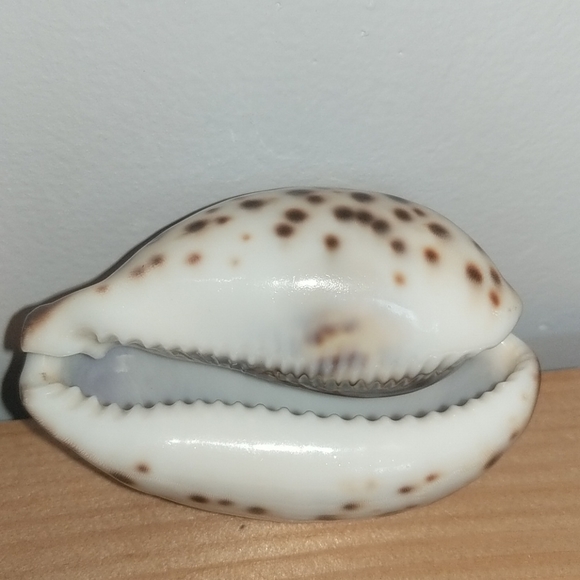 Libra Shell - Picture 2 of 3